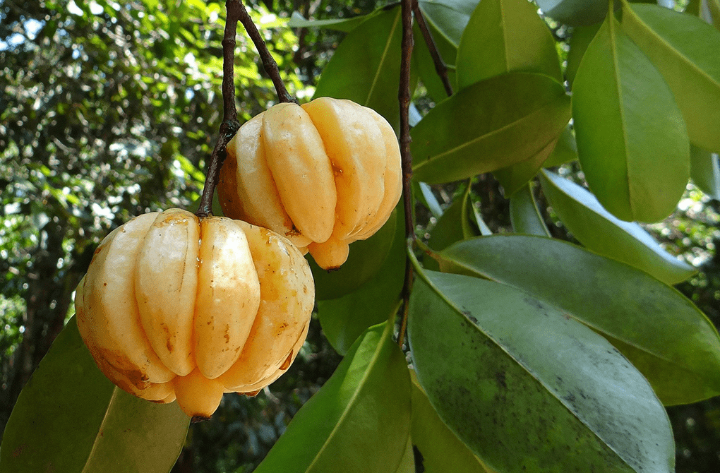 Garcinia