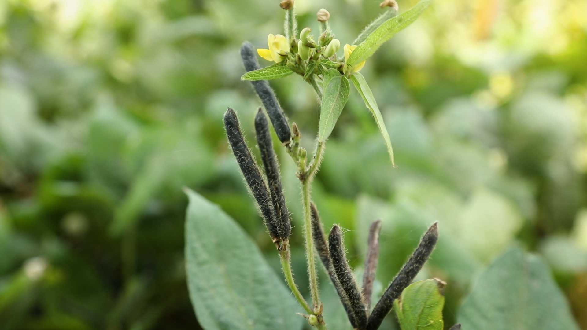Black Gram Wijaya Agro